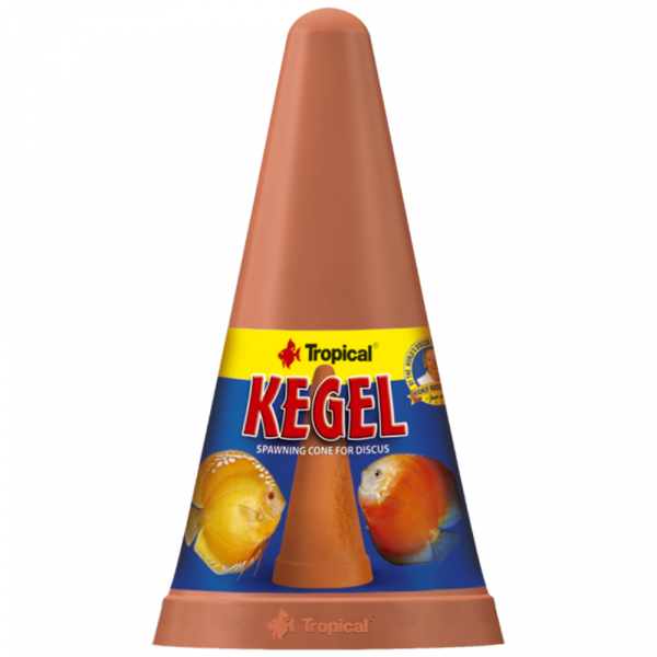 Tropical Spawning Cone