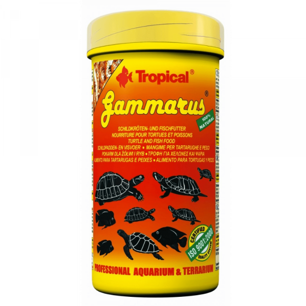 Tropical Gammarus