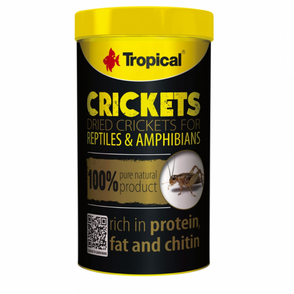 Tropical Crickets