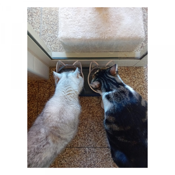 Lifestyle 4 Pets - Cat Double Dinner - Image 4