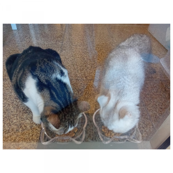 Lifestyle 4 Pets - Cat Double Dinner - Image 5