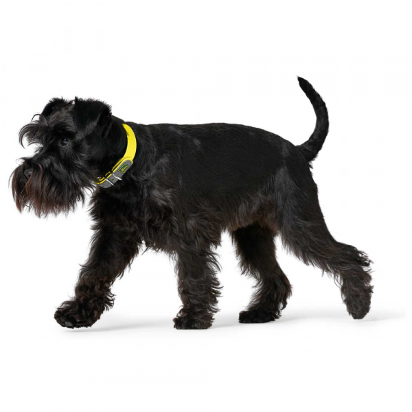 Hunter Coleira Convenience Neon Amarelo - Image 2